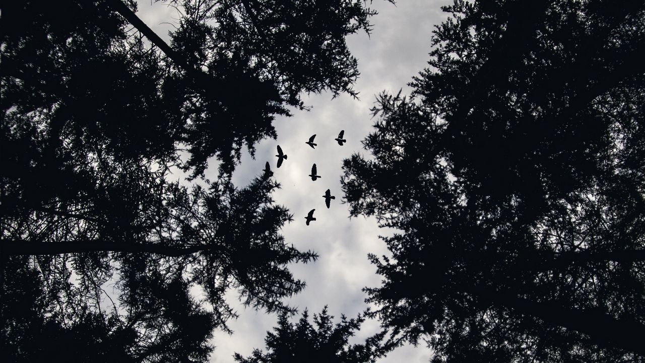 Wallpaper trees, bottom view, birds, bw, tops