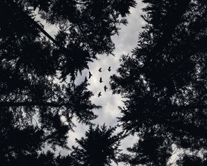 Preview wallpaper trees, bottom view, birds, bw, tops