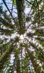 Preview wallpaper trees, bottom view, branches, trunks, nature