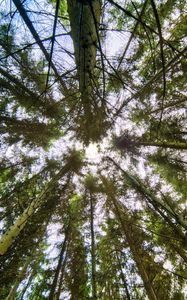 Preview wallpaper trees, bottom view, branches, trunks, nature