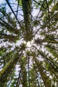 Preview wallpaper trees, bottom view, branches, trunks, nature