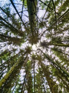 Preview wallpaper trees, bottom view, branches, trunks, nature