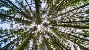 Preview wallpaper trees, bottom view, branches, trunks, nature