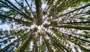 Preview wallpaper trees, bottom view, branches, trunks, nature