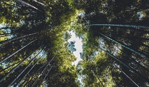 Preview wallpaper trees, bottom view, branches, sky, green, leaves