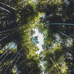 Preview wallpaper trees, bottom view, branches, sky, green, leaves