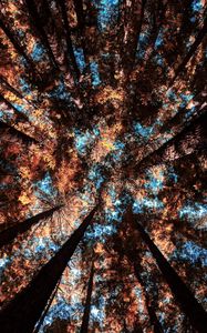Preview wallpaper trees, bottom view, branches, autumn