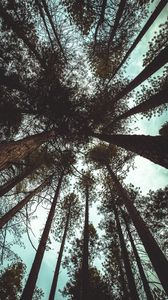 Preview wallpaper trees, bottom view, branches, trunks, sky, clouds