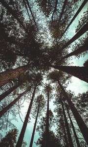 Preview wallpaper trees, bottom view, branches, trunks, sky, clouds