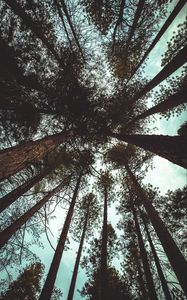 Preview wallpaper trees, bottom view, branches, trunks, sky, clouds