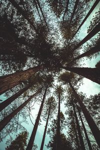 Preview wallpaper trees, bottom view, branches, trunks, sky, clouds