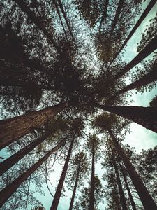 Preview wallpaper trees, bottom view, branches, trunks, sky, clouds