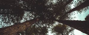 Preview wallpaper trees, bottom view, branches, trunks, sky, clouds