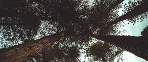 Preview wallpaper trees, bottom view, branches, trunks, sky, clouds