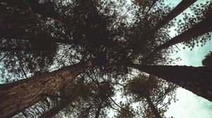 Preview wallpaper trees, bottom view, branches, trunks, sky, clouds