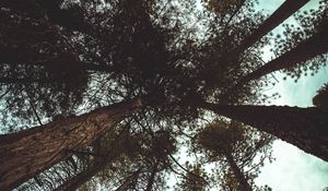 Preview wallpaper trees, bottom view, branches, trunks, sky, clouds