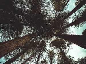 Preview wallpaper trees, bottom view, branches, trunks, sky, clouds