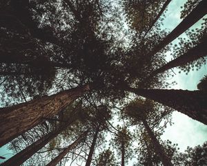 Preview wallpaper trees, bottom view, branches, trunks, sky, clouds