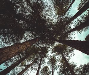 Preview wallpaper trees, bottom view, branches, trunks, sky, clouds