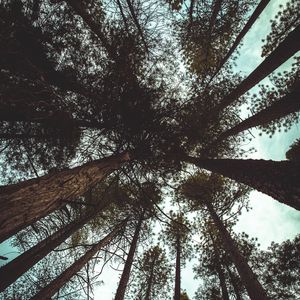 Preview wallpaper trees, bottom view, branches, trunks, sky, clouds