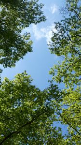 Preview wallpaper trees, bottom view, branches, sky, green, blue