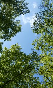 Preview wallpaper trees, bottom view, branches, sky, green, blue
