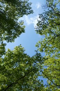 Preview wallpaper trees, bottom view, branches, sky, green, blue