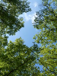 Preview wallpaper trees, bottom view, branches, sky, green, blue
