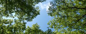 Preview wallpaper trees, bottom view, branches, sky, green, blue