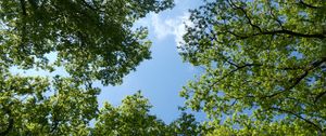 Preview wallpaper trees, bottom view, branches, sky, green, blue