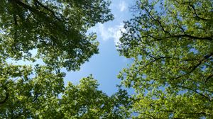 Preview wallpaper trees, bottom view, branches, sky, green, blue