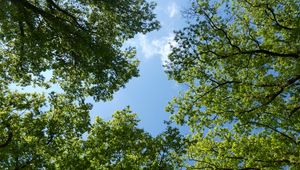 Preview wallpaper trees, bottom view, branches, sky, green, blue