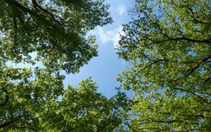Preview wallpaper trees, bottom view, branches, sky, green, blue