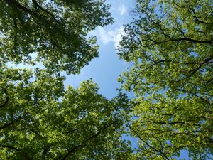 Preview wallpaper trees, bottom view, branches, sky, green, blue