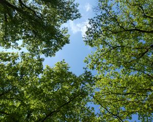 Preview wallpaper trees, bottom view, branches, sky, green, blue