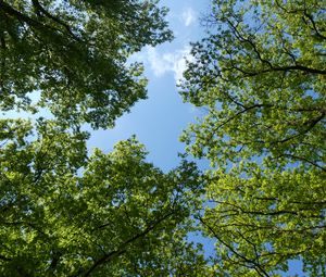 Preview wallpaper trees, bottom view, branches, sky, green, blue