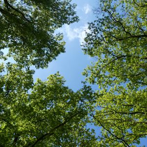 Preview wallpaper trees, bottom view, branches, sky, green, blue