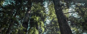 Preview wallpaper trees, bottom view, fog, branches, trunks