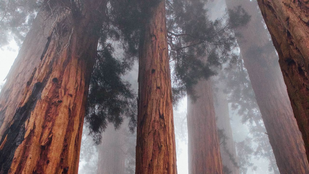 Wallpaper trees, bottom view, fog, trunks, bark, forest