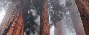 Preview wallpaper trees, bottom view, fog, trunks, bark, forest