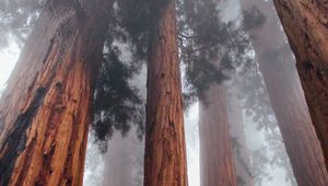 Preview wallpaper trees, bottom view, fog, trunks, bark, forest