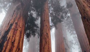 Preview wallpaper trees, bottom view, fog, trunks, bark, forest