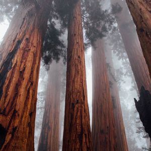 Preview wallpaper trees, bottom view, fog, trunks, bark, forest