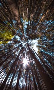 Preview wallpaper trees, bottom view, forest, trunks, bark, branches