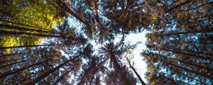 Preview wallpaper trees, bottom view, forest, trunks, bark, branches