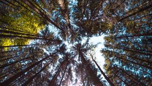 Preview wallpaper trees, bottom view, forest, trunks, bark, branches