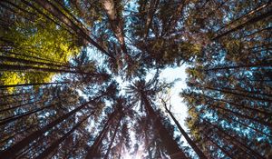 Preview wallpaper trees, bottom view, forest, trunks, bark, branches