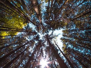 Preview wallpaper trees, bottom view, forest, trunks, bark, branches