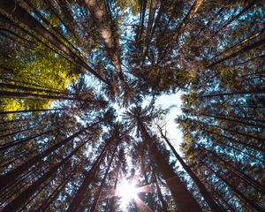 Preview wallpaper trees, bottom view, forest, trunks, bark, branches