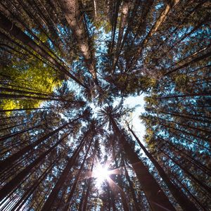 Preview wallpaper trees, bottom view, forest, trunks, bark, branches